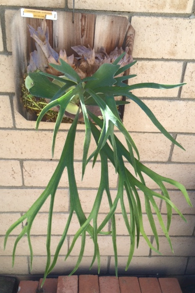 P. bifurcatum at Longwood Gardens