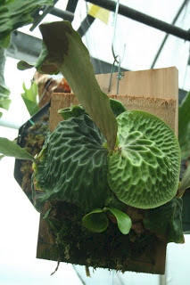 P. madagascariense pup