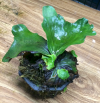 P. madagascariense young