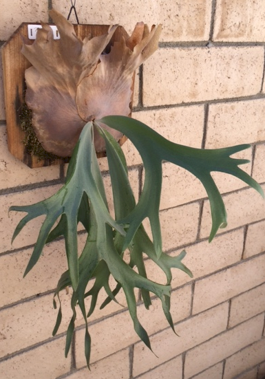 P. hillii cv. Mayii