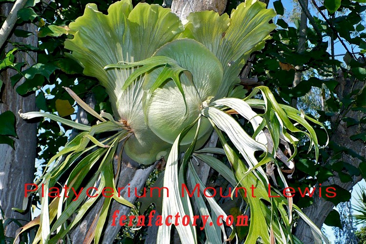 P. willinckii Mt Lewis