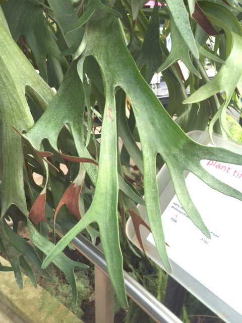 P. bifurcatum at Huntington