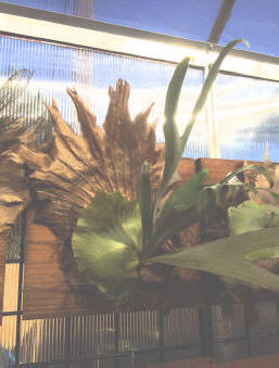 P. bifurcatum 'Netherlands'