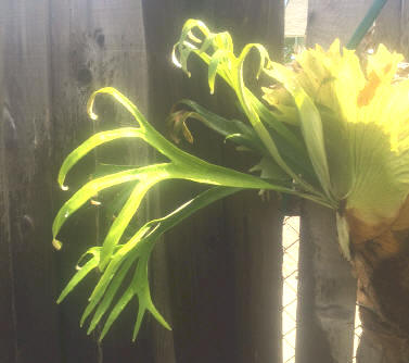 P. bifurcatum 'Netherlands' detail