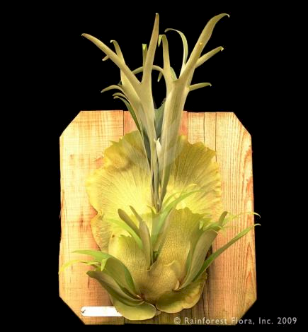 P. bifurcatum Japanese Hybrid