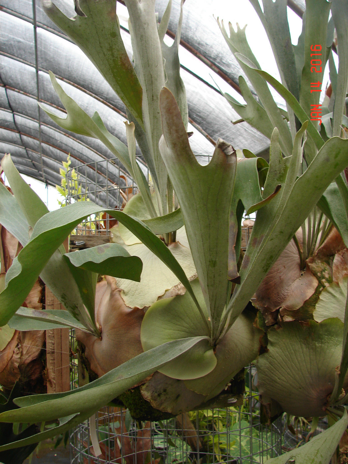 P. bifurcatum cv. forgii