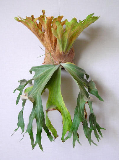 P. wallichii specimen