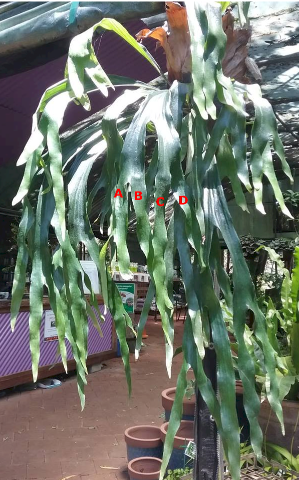 P. quadridichotomum fronds