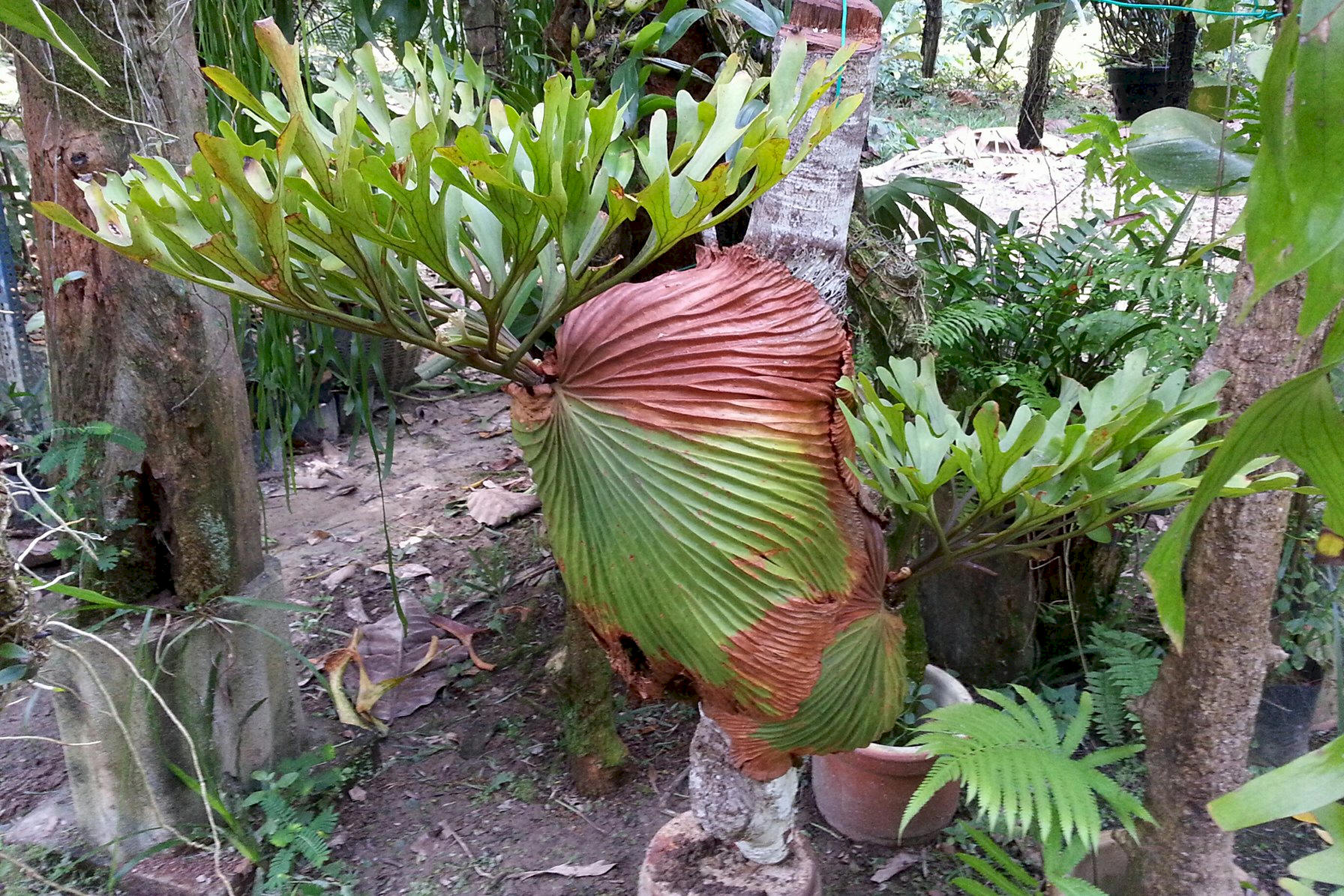 P. ridleyi mounted