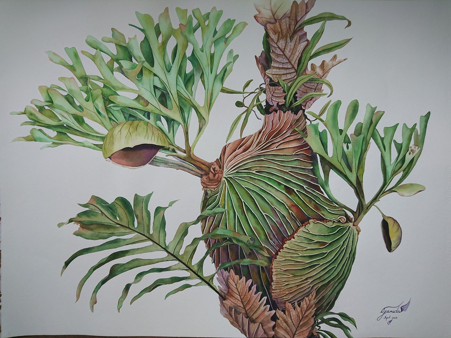 P. ridleyi watercolor illustration