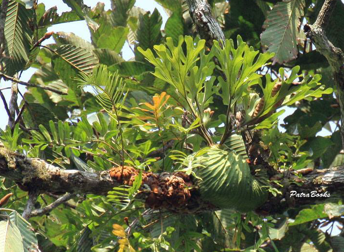 P. ridleyi specimen
