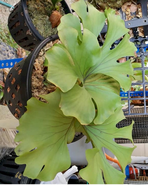 P. ridleyi wide fronds