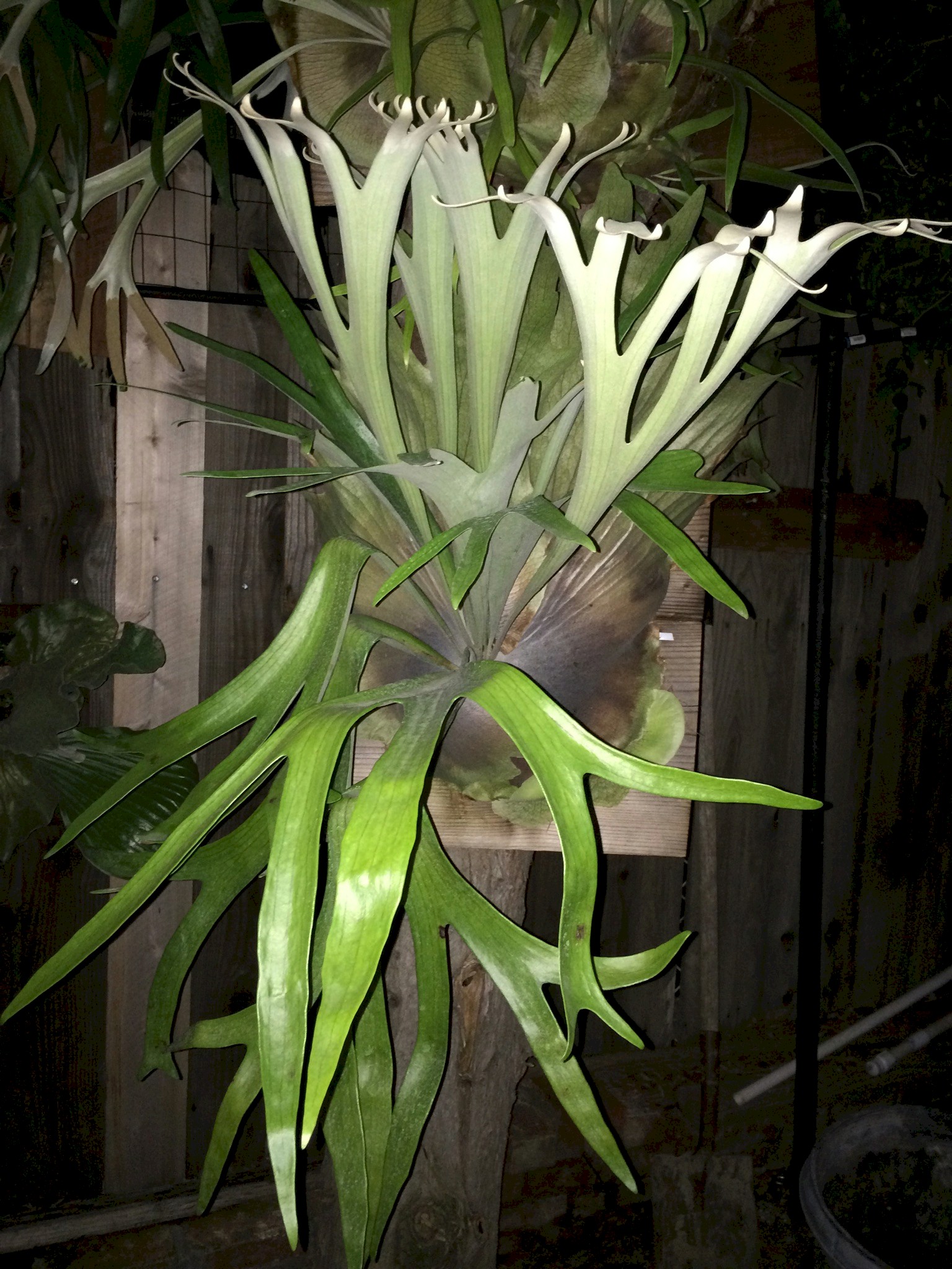 P. willinckii cv. Schofield