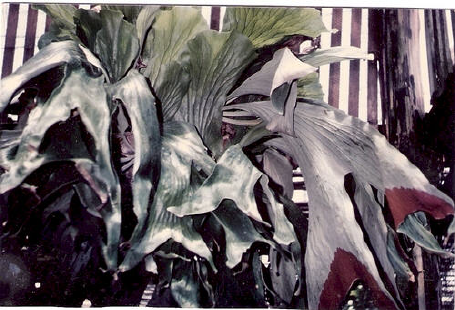 P. stemaria mounted