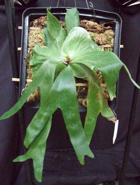 P. stemaria Hawk form