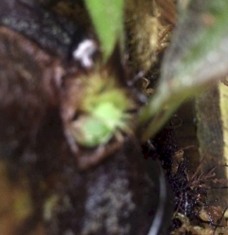 P. stemaria bud hair