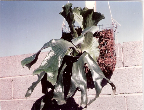 P. stemaria specimen