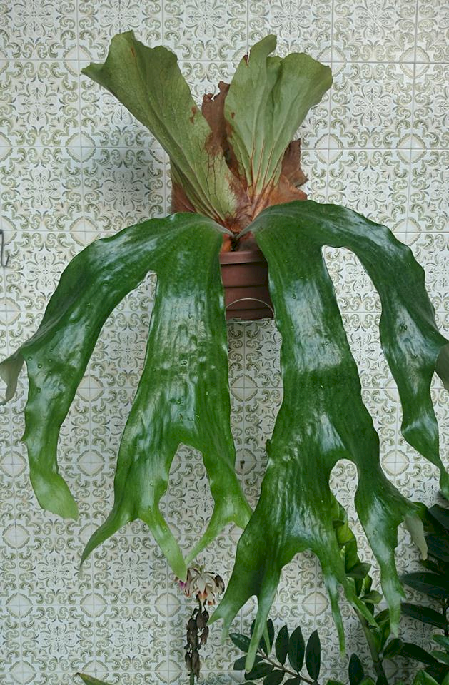 P. stemaria cv. Laurentii