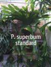P. superbum mounted