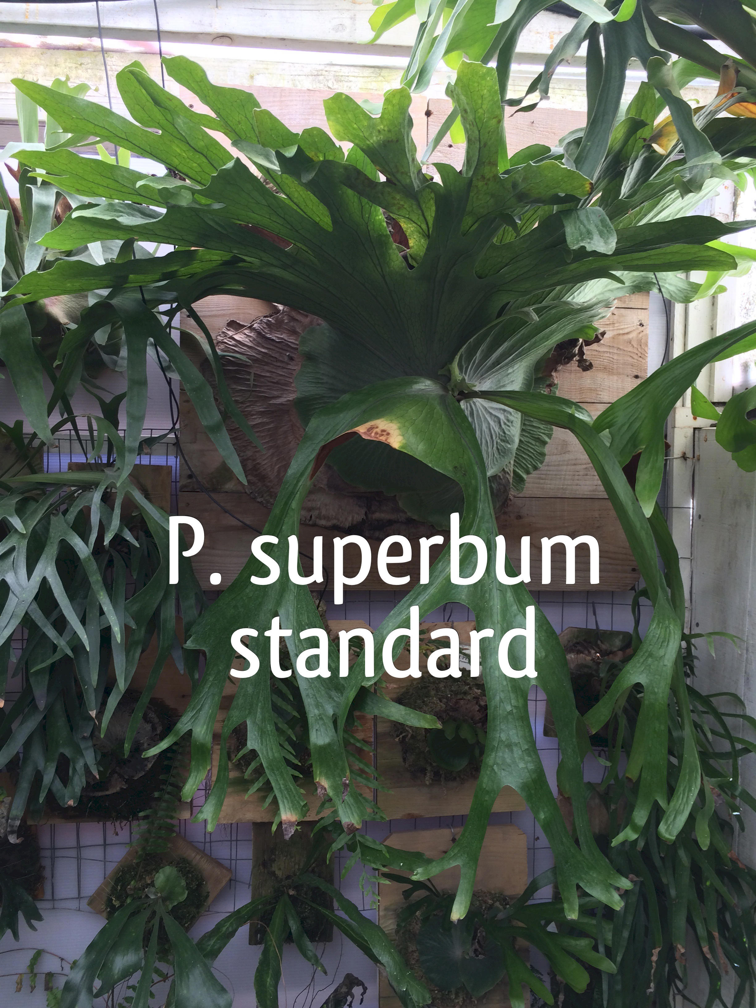 P. superbum shield