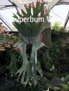 P. superbum in garden