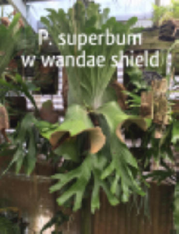 P. superbum large