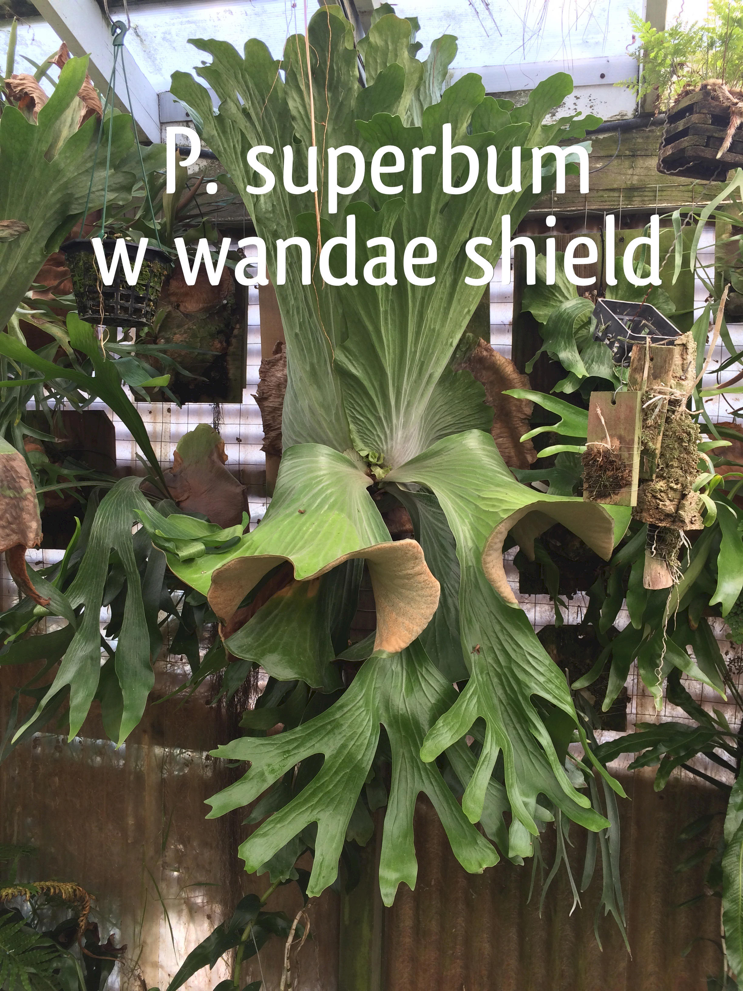P. superbum outdoor