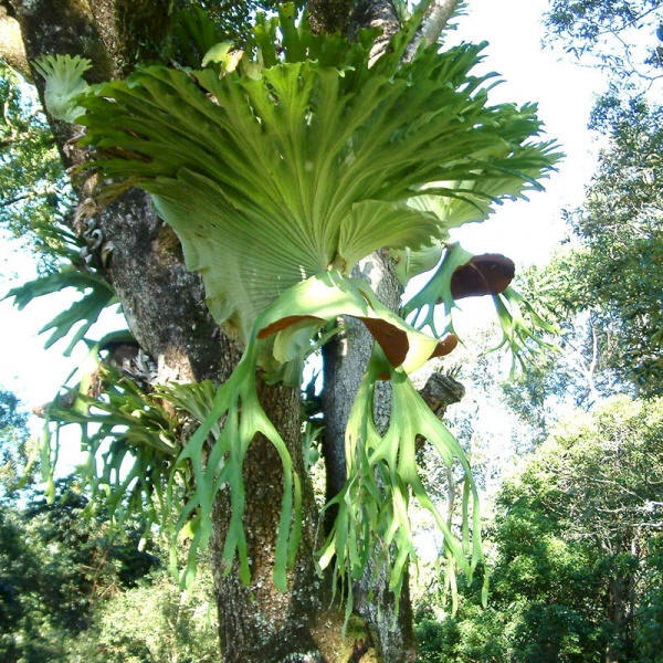 P. superbum specimen