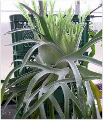 P. veitchii specimen