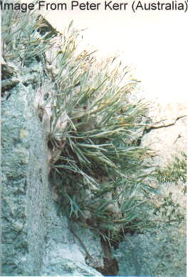 P. veitchii silver form