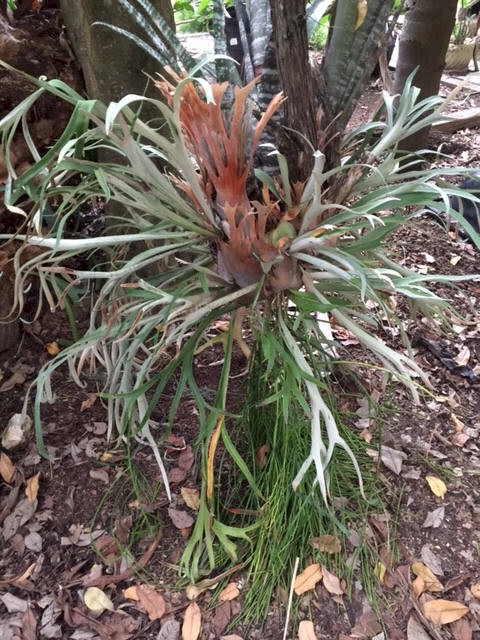P. veitchii fronds