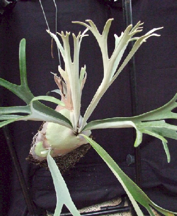 P. veitchii 'Pulimum'
