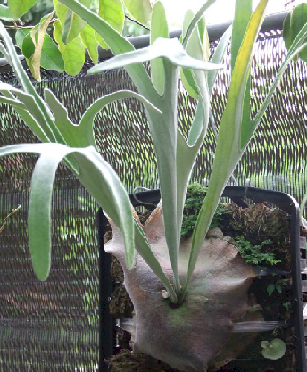 P. veitchii 'Silver Frond'
