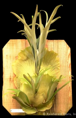 P. veitchii Japanese Hybrid detail