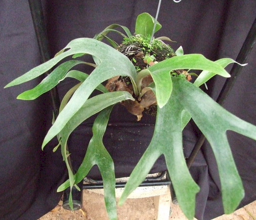 P. veitchii Japanese Hybrid