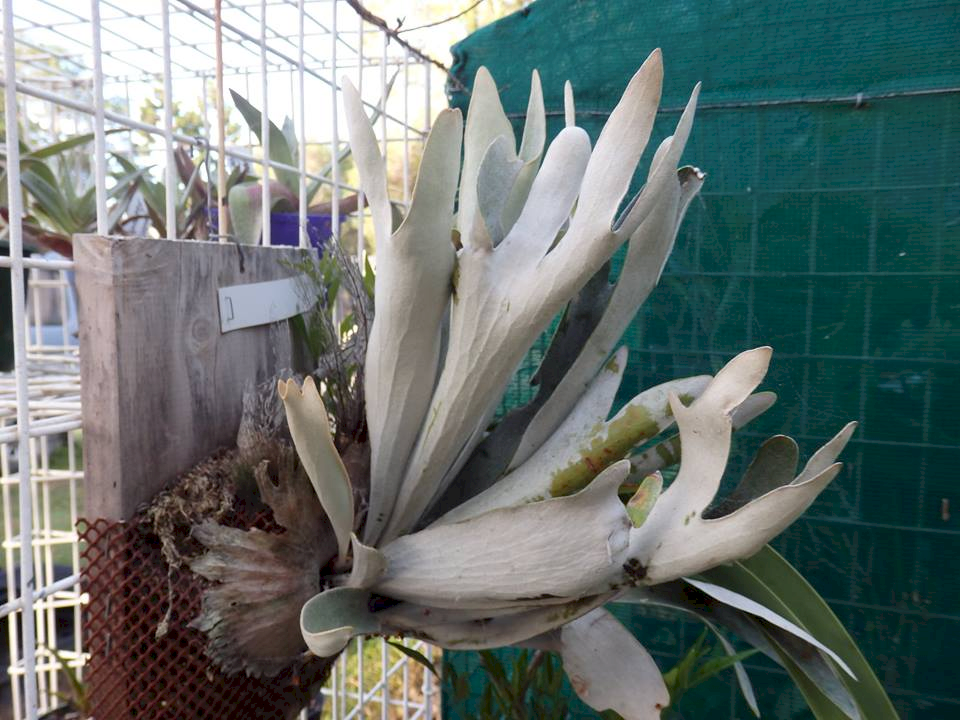 P. veitchii Mt Stuart form