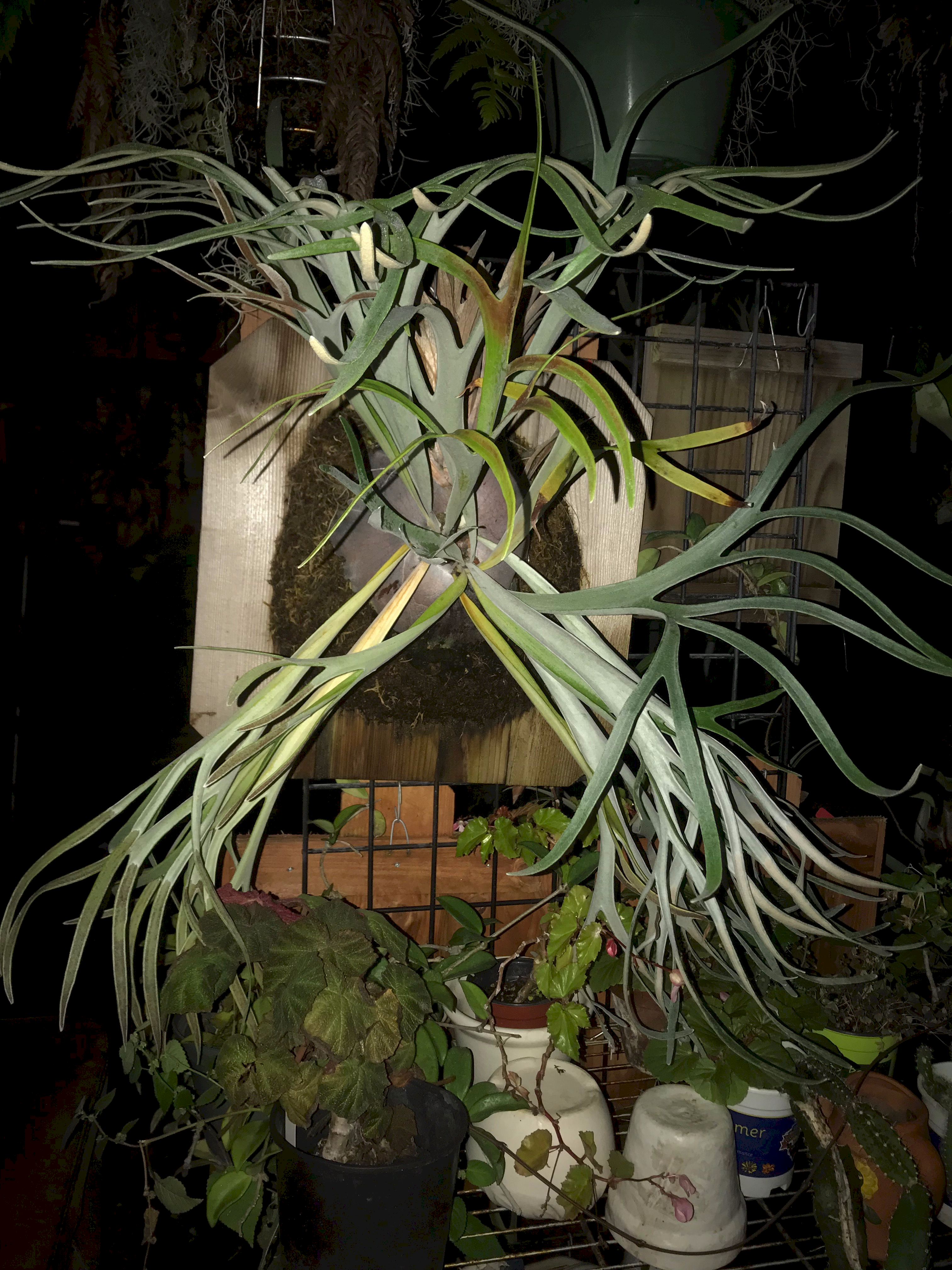 P. veitchii vertical fronds