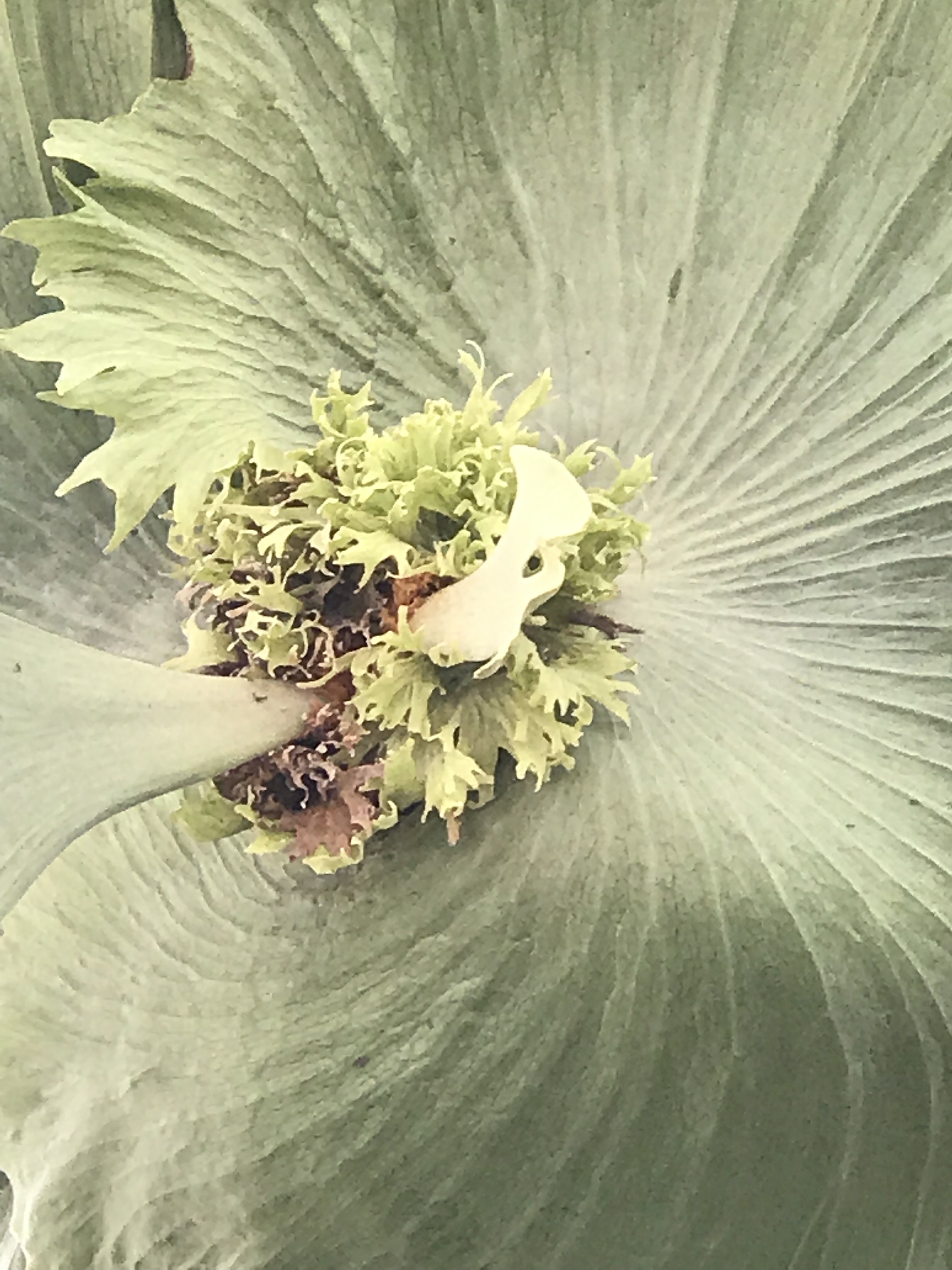 P. wandae frill detail