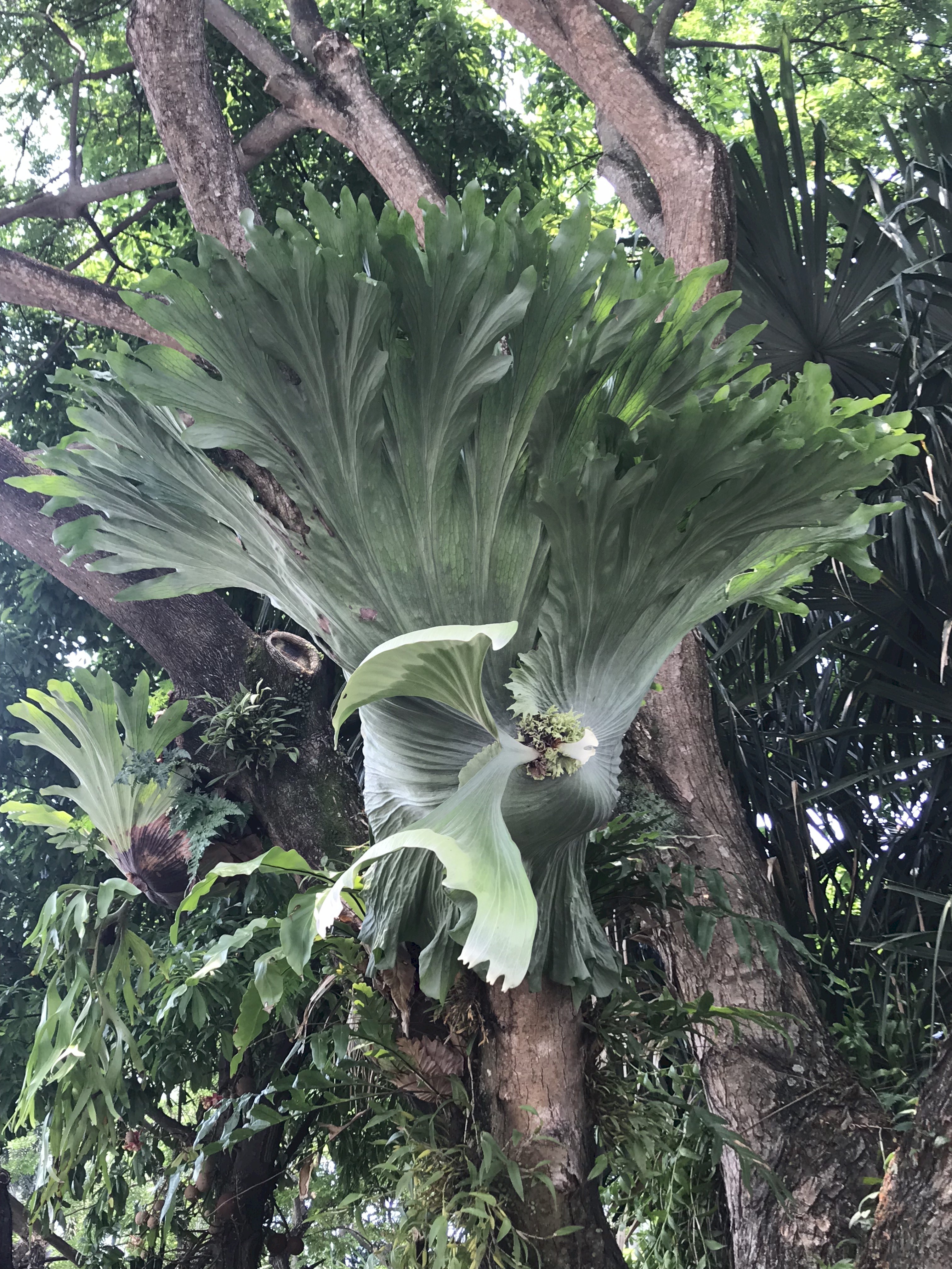 P. wandae at Gardens by the Bay