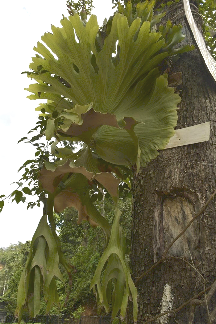P. wandae spore patch B