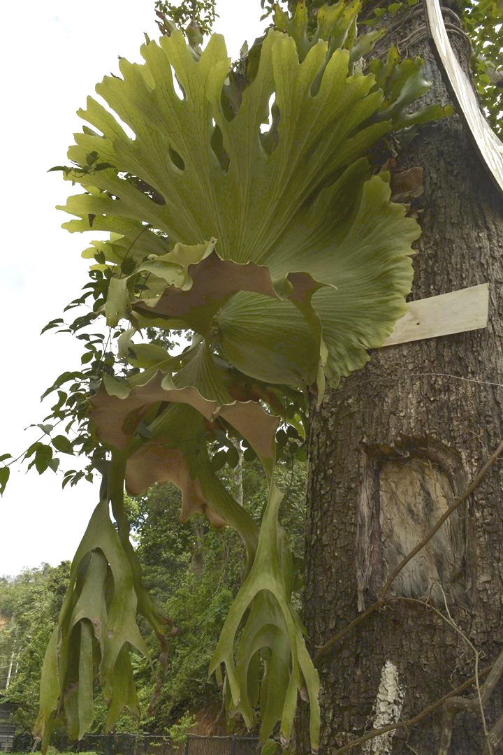 P. wandae spore patch A
