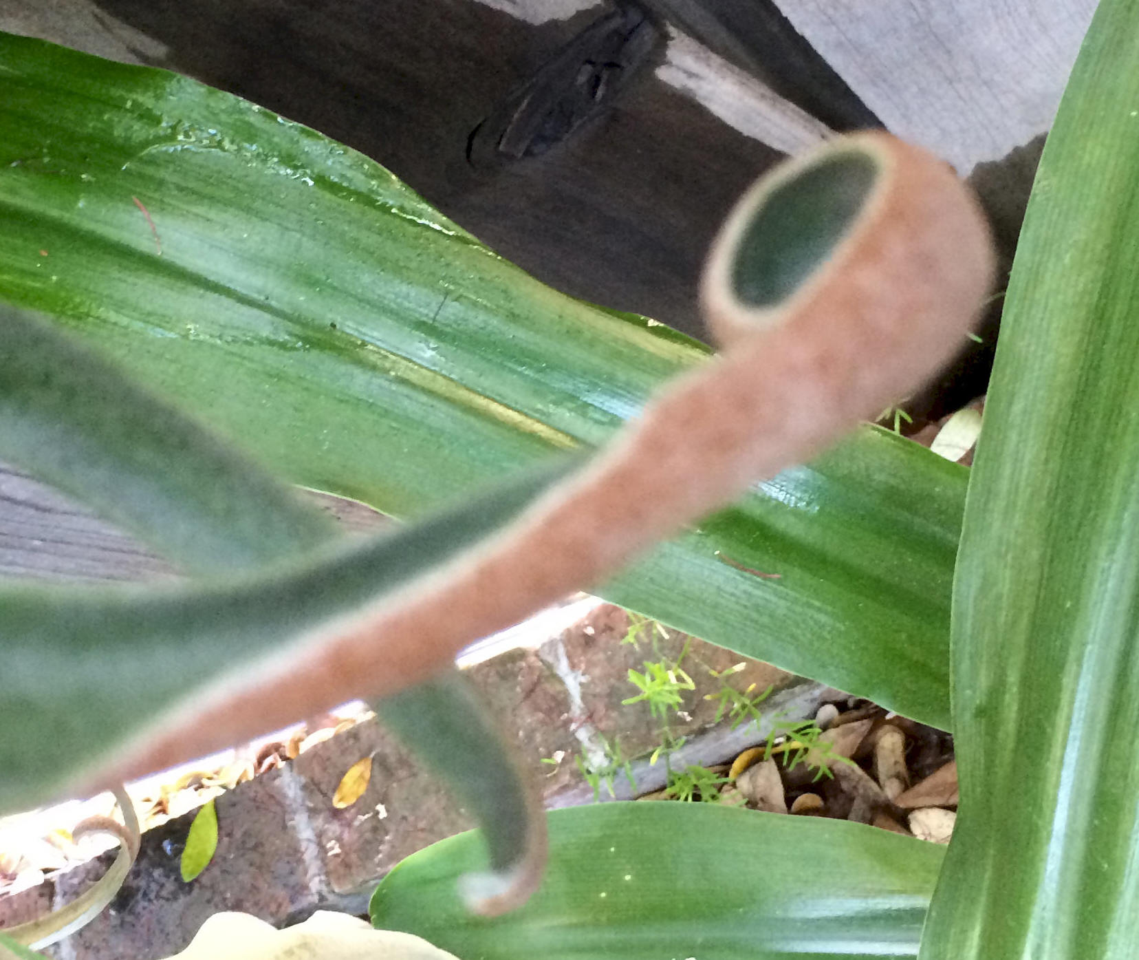 P. willinckii Weeks spore