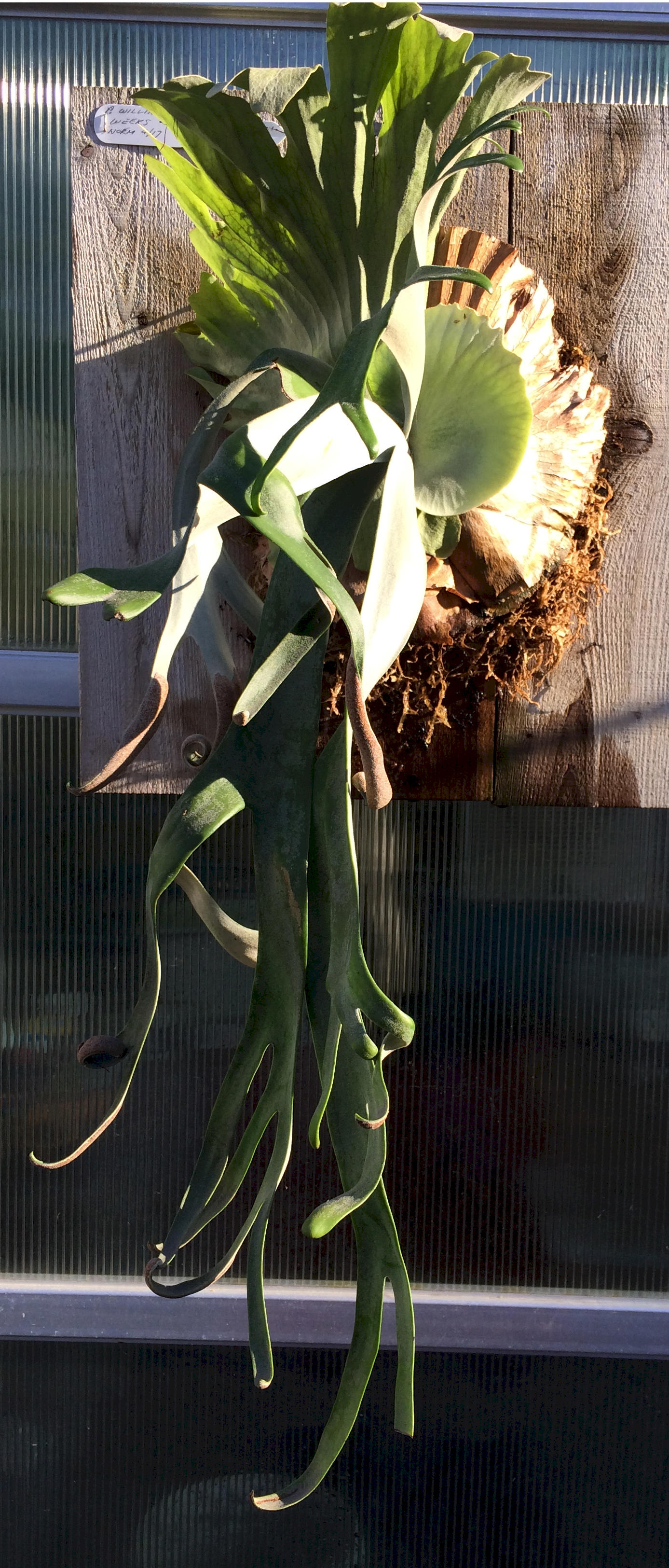 P. willinckii cv. Weeks