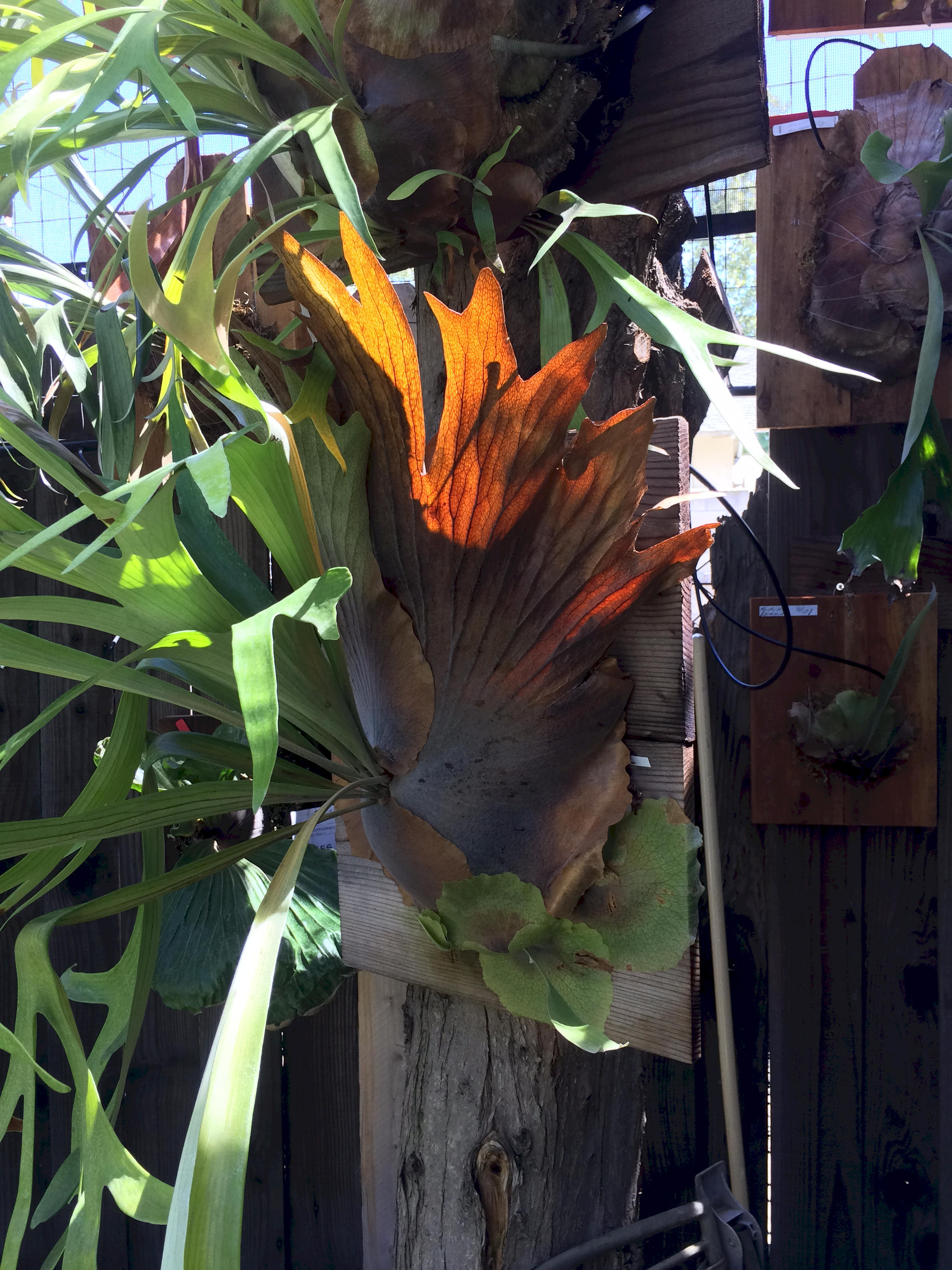 P. willinckii mature