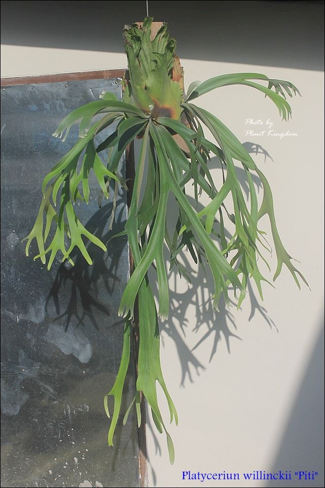P. willinckii 'Piti'