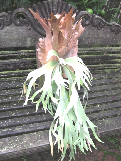 P. willinckii specimen