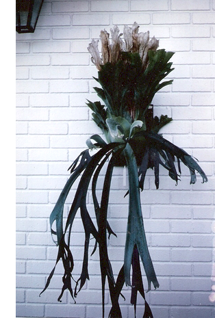 P. willinckii fronds