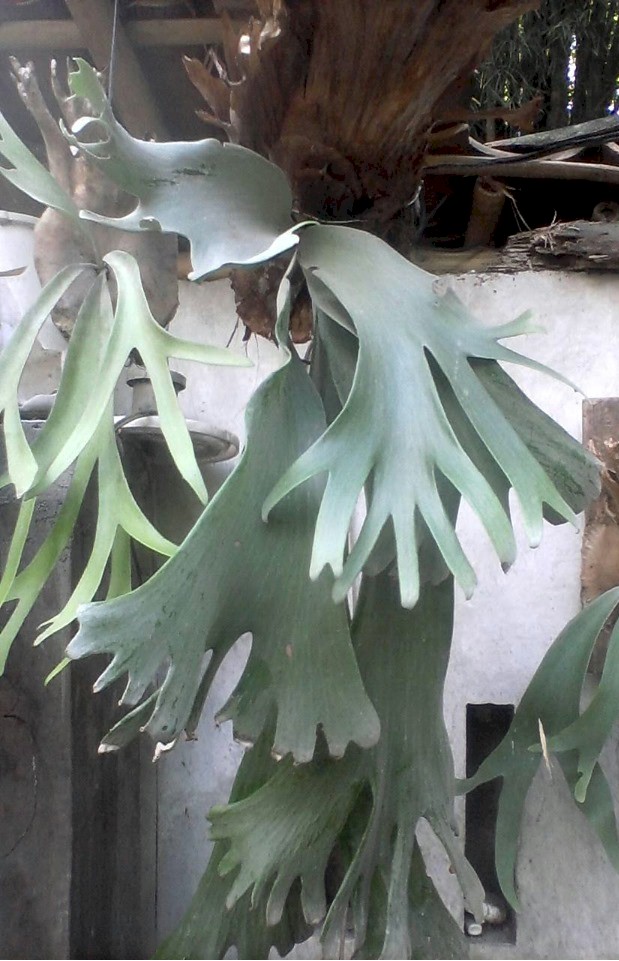 P. willinckii 'King Goko'