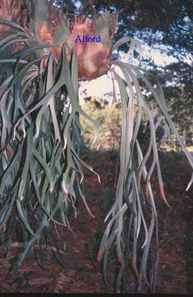P. willinckii detail