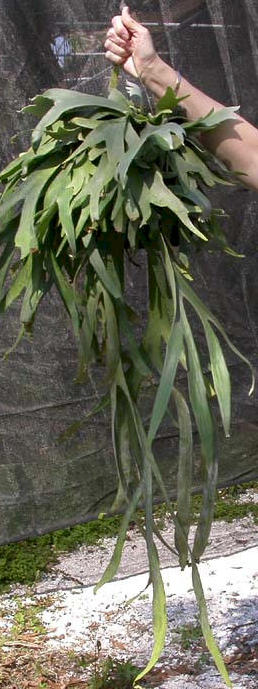 P. willinckii fertile fronds